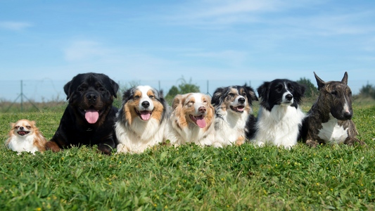 Raza de perro ideal para tu signo