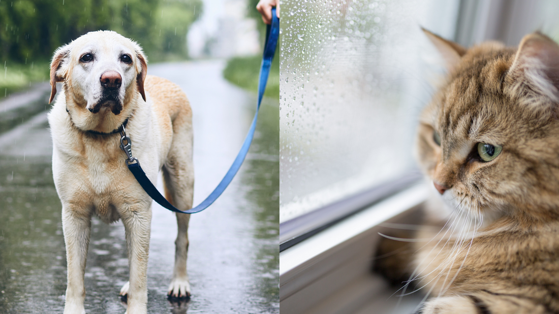 ¿Como cuidar a tu perro o gato en estos días de lluvia?